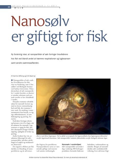 Ny forskning viser, at nanopartikler af sølv forringer - Aktuel ...
