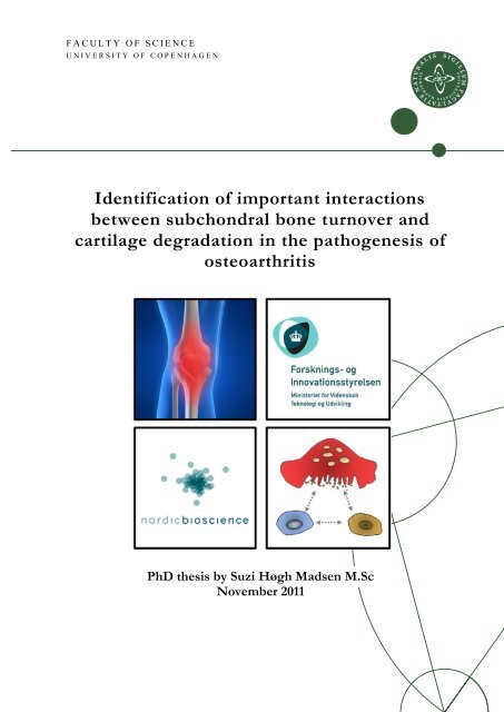 Identification of important interactions between subchondral bone ...