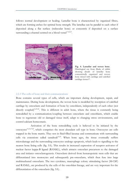 Identification of important interactions between subchondral bone ...