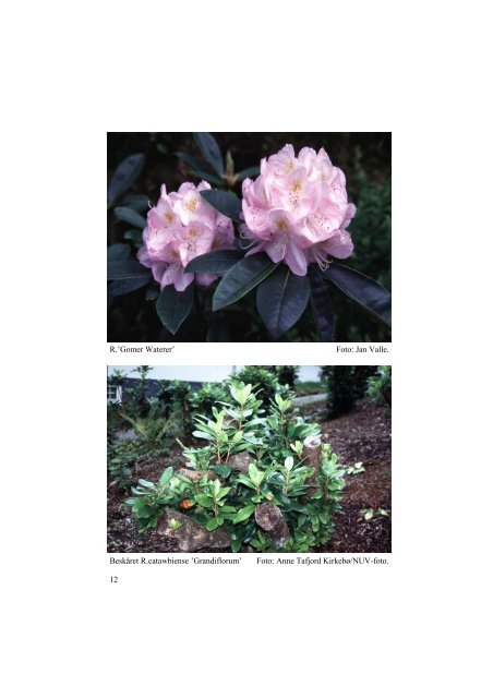 Lapprosen - Den norske Rhododendronforening