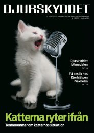 KATT - Djurskyddet Sverige