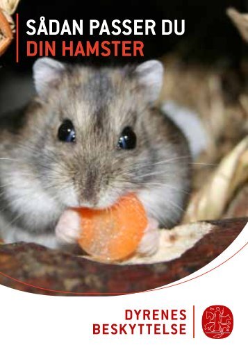 SÅDAN PASSER DU DIN HAMSTER - Dyrenes Beskyttelse