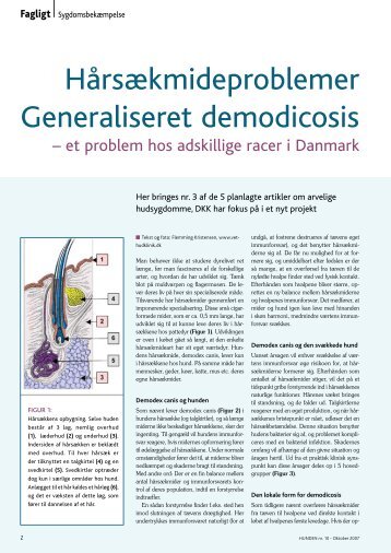 Hårsækmideproblemer Generaliseret demodicosis - Dansk Kennel ...