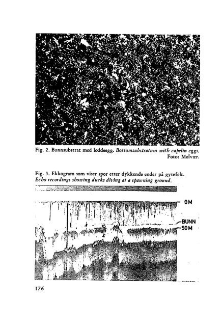 Sterna, bind 11 nr 3 (PDF-fil) - Museum Stavanger