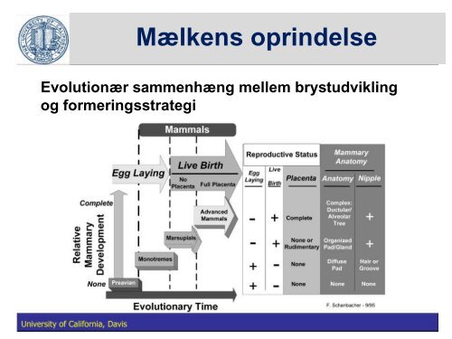 Fedtstruktur: Mælkefedt