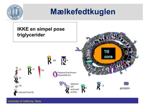 Fedtstruktur: Mælkefedt