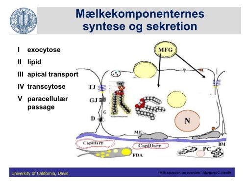 Fedtstruktur: Mælkefedt