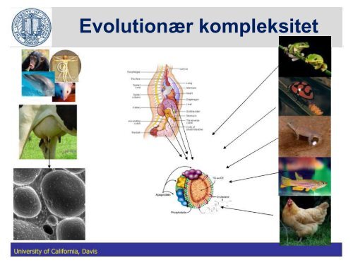 Fedtstruktur: Mælkefedt