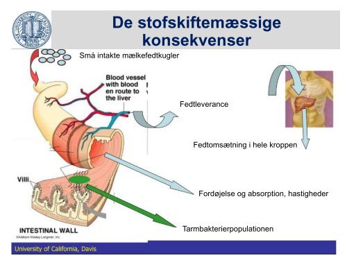 Fedtstruktur: Mælkefedt