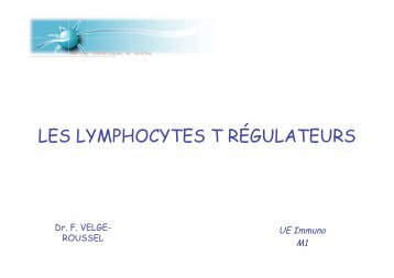 LES LYMPHOCYTES T RÉGULATEURS