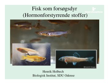 Hvordan man kan bruge fisk til at undersøge kemikaliers ...