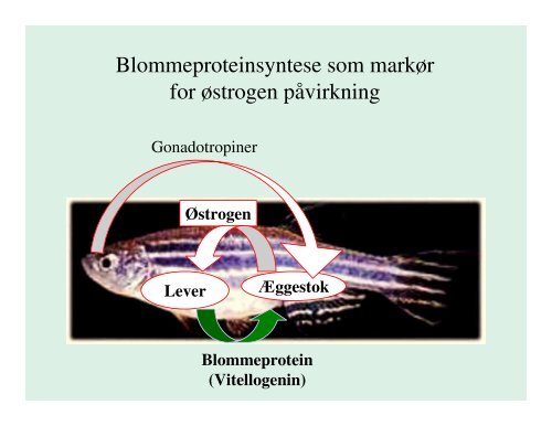 Hvordan man kan bruge fisk til at undersøge kemikaliers ...