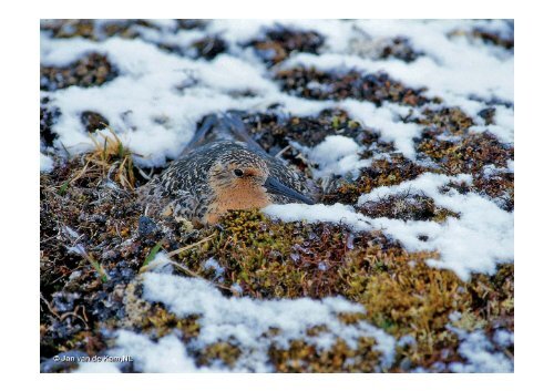 Hvad skal der til for at redde Natura 2000-områdernes fugle og ...