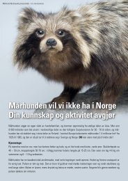 Mårhund - Informasjon fra NTNU og Direktoratet for naturforvaltning