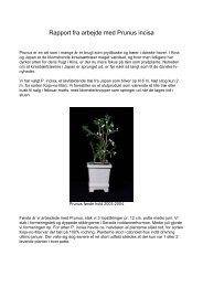 Rapport fra arbejde med Prunus incisa