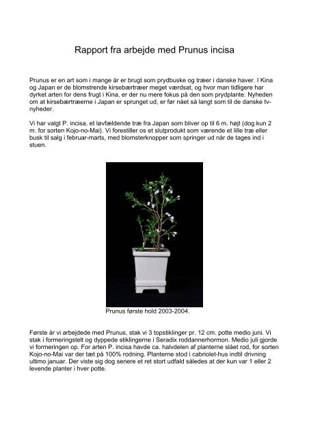 Rapport fra arbejde med Prunus incisa