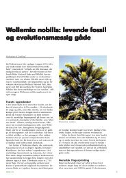 Wollemia nobilis: levende fossil ollemia nobilis ... - Skabelse.dk