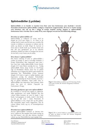 Splintvedbiller (Lyctidae) - Nasjonalt folkehelseinstitutt