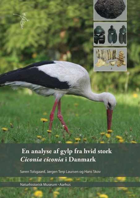 En analyse af gylp fra hvid stork Ciconia ciconia i Danmark