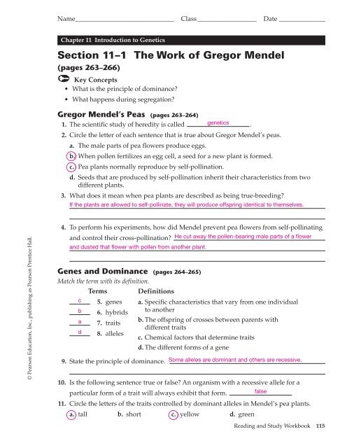 Gregor Mendel Worksheet Answers