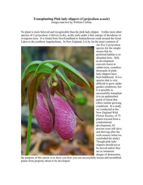 Transplanting Pink lady-slipper (Cypripedium acaule) - William Cullina