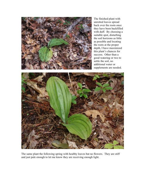 Transplanting Pink lady-slipper (Cypripedium acaule) - William Cullina