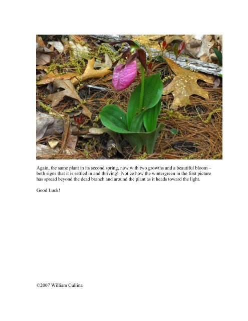 Transplanting Pink lady-slipper (Cypripedium acaule) - William Cullina