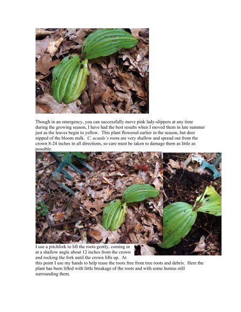 Transplanting Pink lady-slipper (Cypripedium acaule) - William Cullina