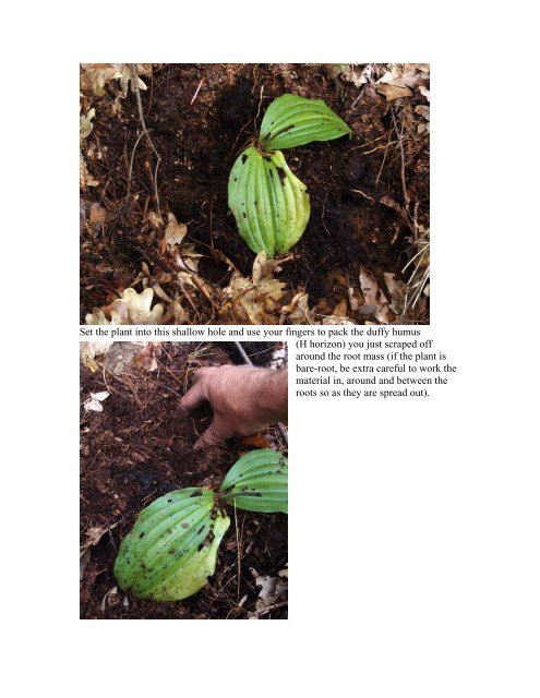 Transplanting Pink lady-slipper (Cypripedium acaule) - William Cullina