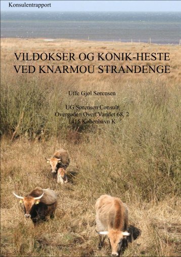 Vildokser og konik-heste ved Knarmou Strandenge - Aalborg ...