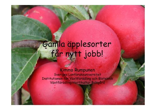 Gamla äpplesorter får nytt jobb - NordGen