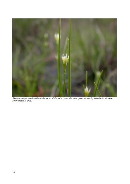 Natura 2000-handleplan Vadehavet - Esbjerg Kommune