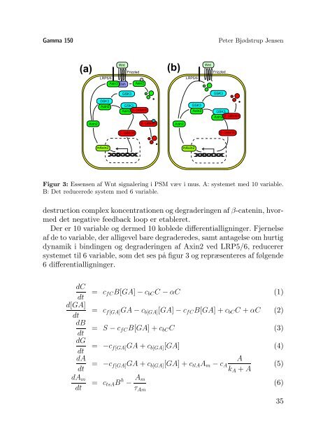 Hele bladet i pdf-format - Gamma - Niels Bohr Institutet