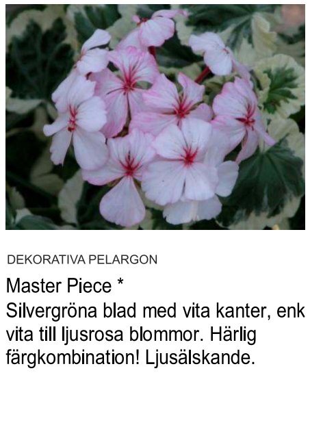 UNIKA PELARGON - Solberga Blommor