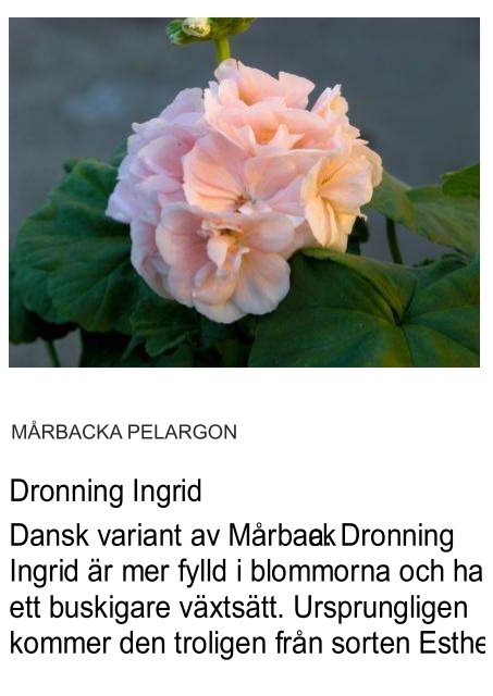 UNIKA PELARGON - Solberga Blommor