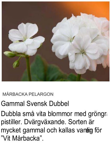 UNIKA PELARGON - Solberga Blommor