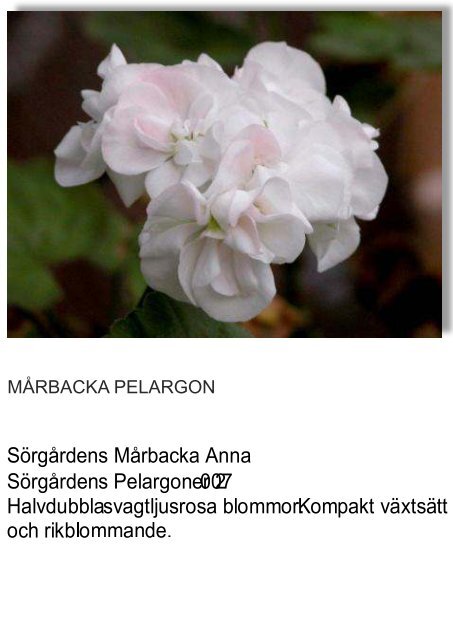 UNIKA PELARGON - Solberga Blommor