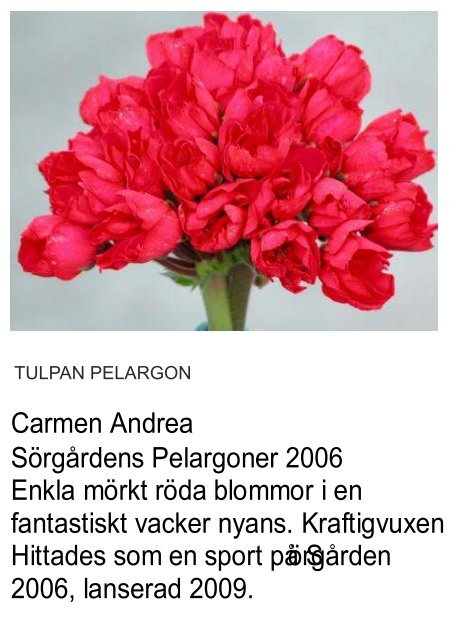 UNIKA PELARGON - Solberga Blommor