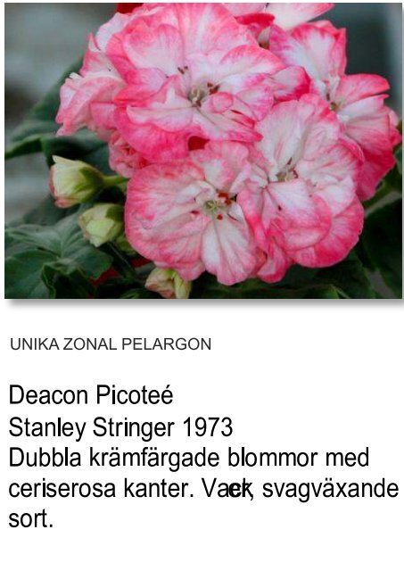 UNIKA PELARGON - Solberga Blommor