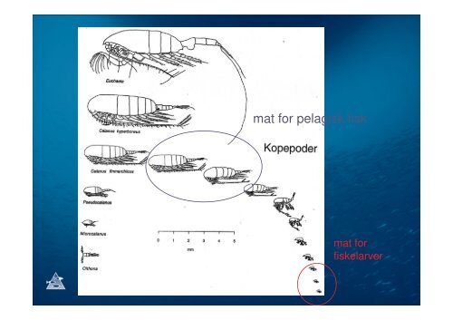 Hvor ble det av fisken på Vestlandskysten?