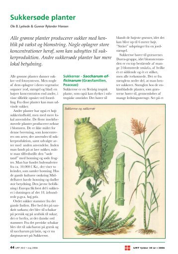 Sukkersøde planter - Dansk Botanisk Forening