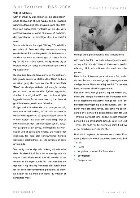 Racespecifik avls strategi for Bull Terriers - Engelsk Bull Terrier
