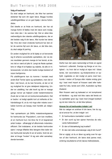 Racespecifik avls strategi for Bull Terriers - Engelsk Bull Terrier