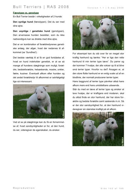 Racespecifik avls strategi for Bull Terriers - Engelsk Bull Terrier