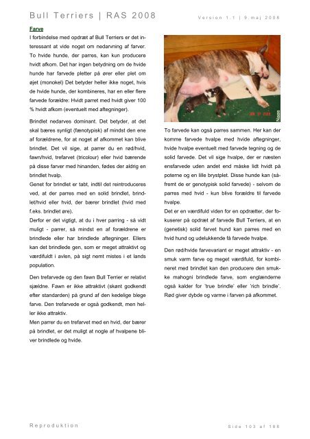 Racespecifik avls strategi for Bull Terriers - Engelsk Bull Terrier
