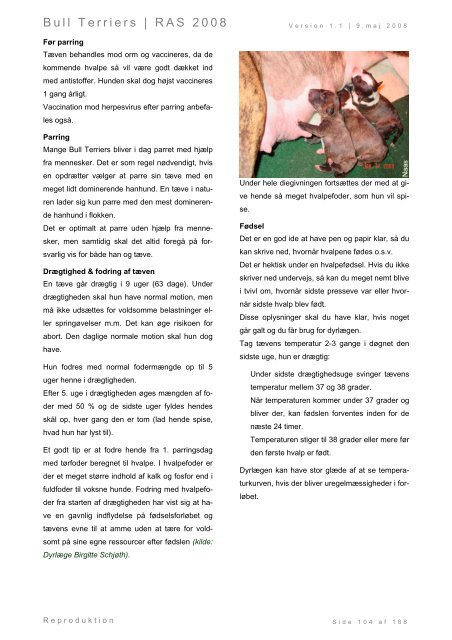 Racespecifik avls strategi for Bull Terriers - Engelsk Bull Terrier