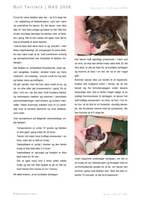 Racespecifik avls strategi for Bull Terriers - Engelsk Bull Terrier