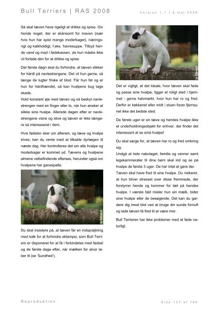 Racespecifik avls strategi for Bull Terriers - Engelsk Bull Terrier