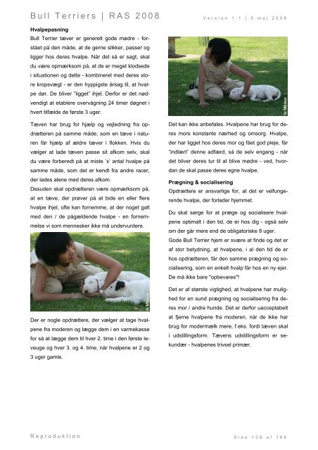 Racespecifik avls strategi for Bull Terriers - Engelsk Bull Terrier