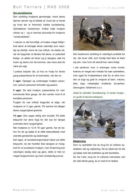 Racespecifik avls strategi for Bull Terriers - Engelsk Bull Terrier